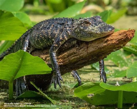 55 Reasons Why The Florida Everglades Are Special — Destination Wildlife