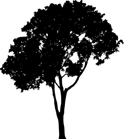 Дерево в фотошопе рисунок 88 фото