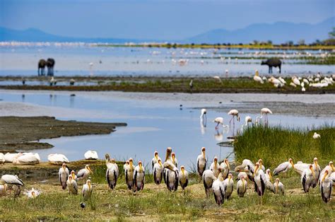 Facts About Lake Manyara National Park Tanzania Wildlife Safari