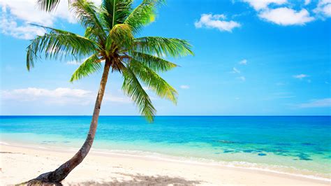 Wallpaper Lonely Palm Tree Tropical Beach Coast Sea