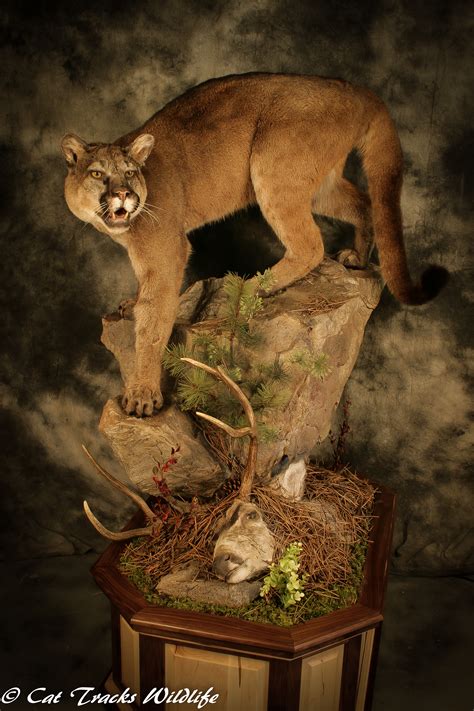 Predators – Cat Tracks Wildlife Design
