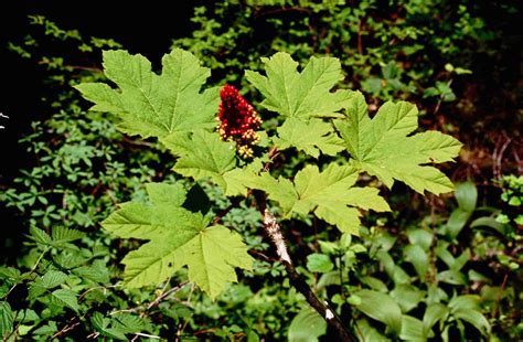 Identifying The Age Of An American Ginseng Plant