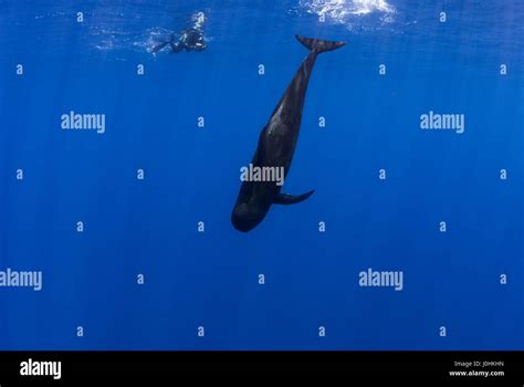 Short Finned Pilot Whales Globicephala Macrorhynchus Stock Photo Alamy