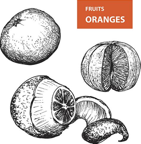 Best Drawing Of Orange Peel Illustrations Royalty Free Vector Graphics
