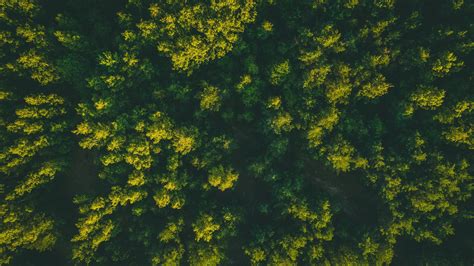 Download Wallpaper 3840x2160 Forest Trees Aerial View Treetops