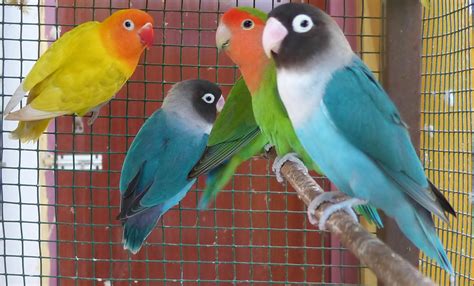 Best Birds To Breed With Price List India ~ Birds Breeding