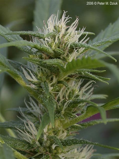 What is the best hemp flower. Cannabis sativa (Hemp): Minnesota Wildflowers