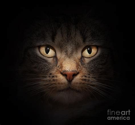 Cat Face With Beautiful Eyes Photograph By Michal Bednarek