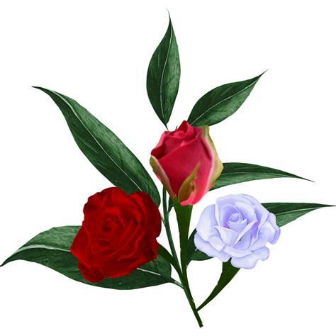 Watercolor Rose Flower 35575343 Png