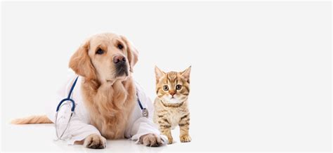 Low Cost Marketing For Your Vet Clinic