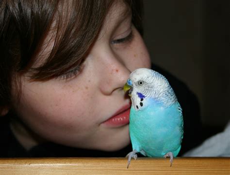 Why The Parakeet Is The Perfect Pet I Love Parakeets