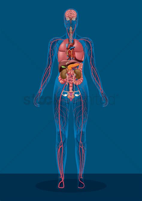 Anatomy Of Female Human Body From The Back Female Muscle Diagram