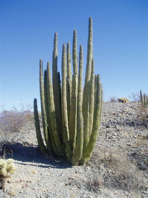 To survive in the desert, cactus has the following adaptations: Presentation Name on emaze
