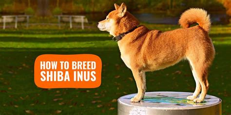 How To Breed Shiba Inus Health Breeding Practices History And Faq