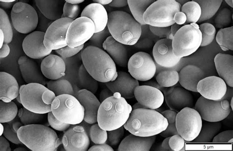 Why Yeast Is Important To Scientific Discovery — Fenologica Biosciences