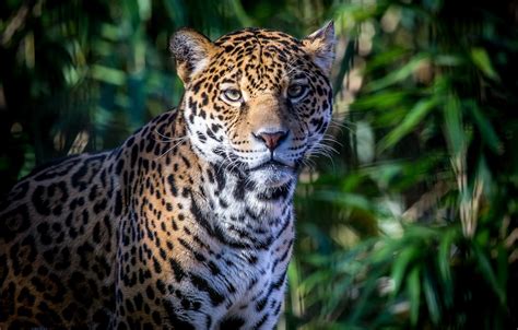 Wallpaper Face Foliage Shadow Predator Spot Jaguar Wild Cat