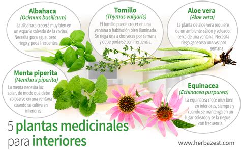 5 Plantas Medicinales Para Interiores HerbaZest