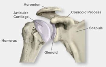 Name the 3 surfaces the scapula articulates with. Shoulder Anatomy | Shoulder Treatment | Denver | Rose ...