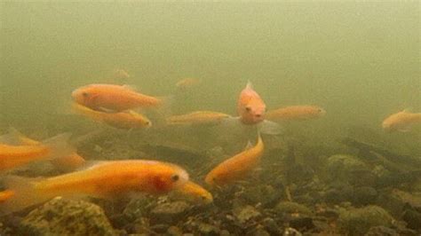 Exotic Fish Dumped By Coquitlam Pet Owners Become Invasive Species