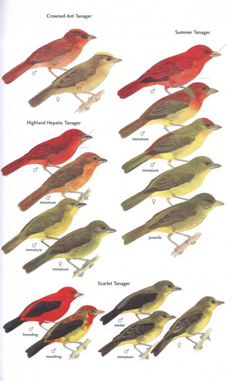 Field Guide To The Birds Of Trinidad And Tobago