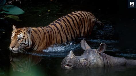 Javan Rhinos To Sunda Island Tiger Top 10 Images Of Worlds Most