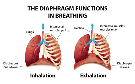 Respiratory System Diaphragm Function