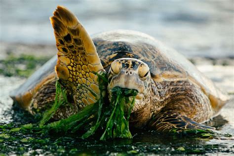 Hawaiian Green Sea Turtle Loves His Algae Salad Dinner Cute Turtle Love Green Sea Turtle