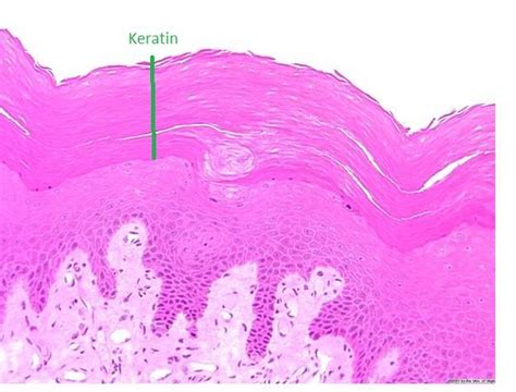 Epithelial Tissue Work In Progress Optometry 1011 With