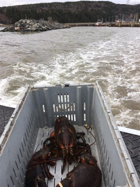 Woman Buys Giant 100 Year Old Lobster For 220 Releases It Back Into