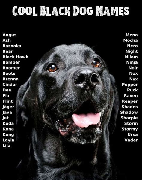 50 Tên đáng Yêu Cute Names For Black Dogs Phù Hợp Với Chú Chó đen Của Bạn
