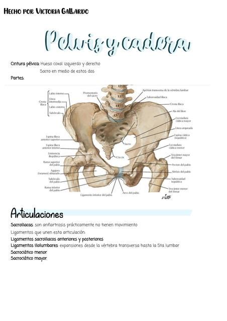 Anatomia Pelvis Y Cadera Anatomía Humana Medicina General Udocz