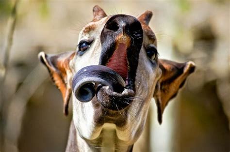 14 Weirdest Tongues In The Animal Kingdom Top10hq