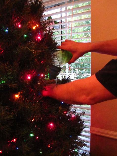 Let your succulent sleep in peaceful aridity. Christmas Tree Lifehack: Watering Funnel | Christmas tree ...