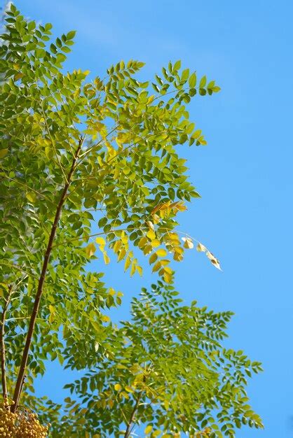 Premium Photo Green Tree And Blue Sky