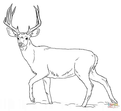 Realistic White Tailed Deer Coloring Pages Deer Mule Line Coloring