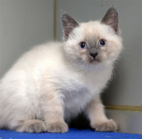 Little Fluffy Siamese Kitten Stock Photo Image Of Facial Beauty