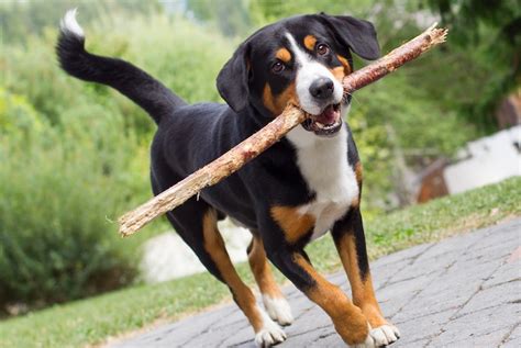 Appenzeller Sennenhund Facts Traits And History Dogster