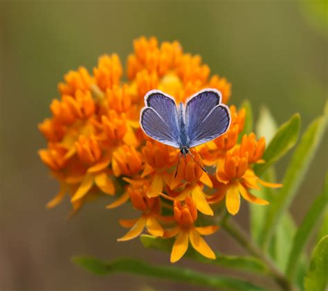 Second Brood Of Karner Blue Butterflies Emerge — Wilton Wildlife