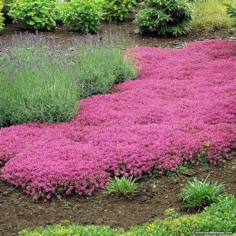 Creeping Thyme Thymus Praecox Coccineus With Lavender Ground Cover