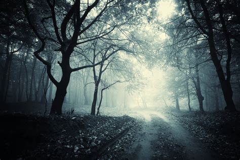 Path Trough A Dark Mysterious Forest With Fog Stock Image Image 39425649