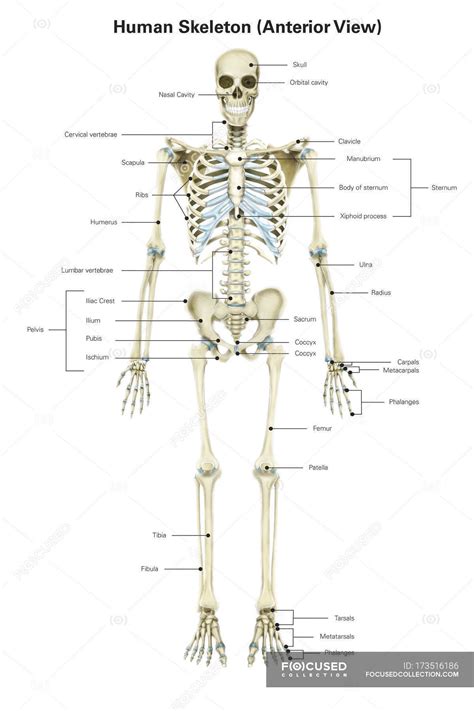 Human Skeletal System With Labels — Vertical View Stock Photo
