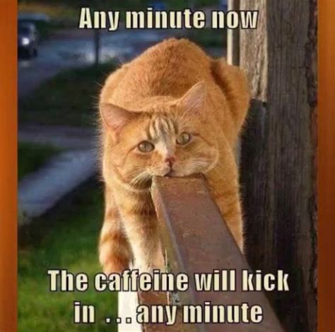 Pin By April Addington On Animal Memes Funny Cat Memes Funny Animal