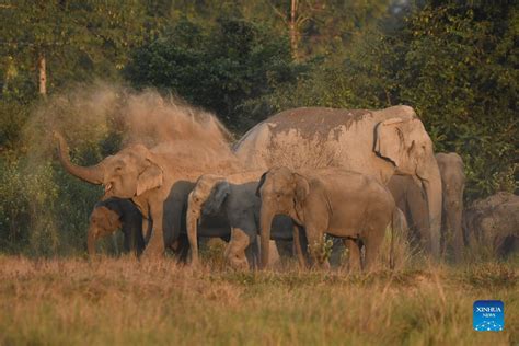 Wild Elephants Seen Near Village In Assam India Xinhua