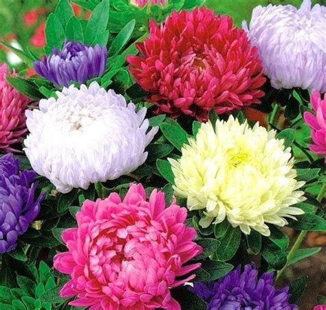 Aster Chrysanthemum Mixed Colors 100 Flower Seeds Non Gmo Etsy Canada