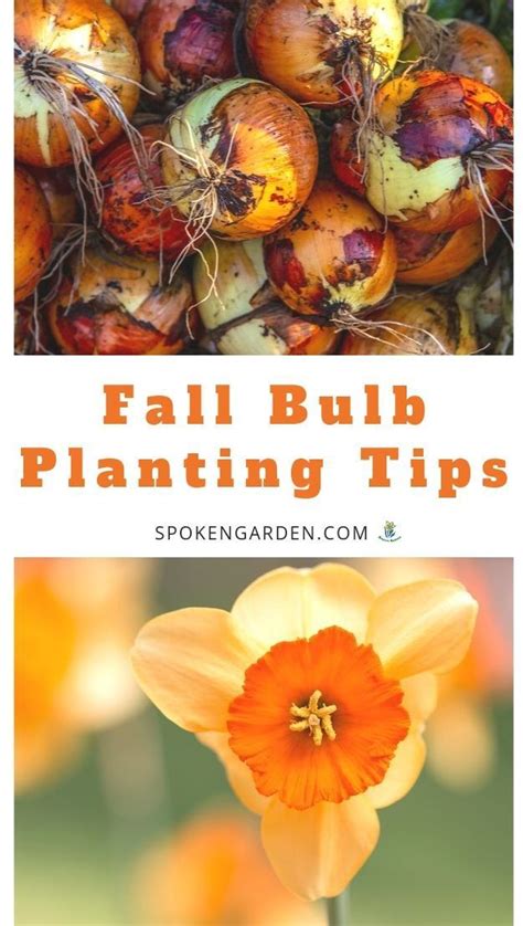 Diy Garden Minute Ep 15 Fall Bulb Planting Explained Fall Bulb