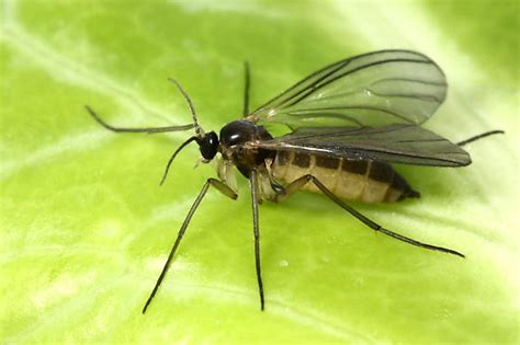 Dark Winged Fungus Gnat Bugguidenet