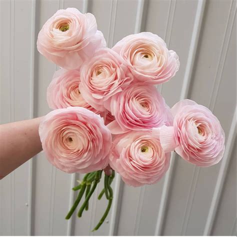 Buying flowers in bulk helps you to save money on your event so that you can create the look you want while still sticking to a budget. Buy Pink Ranunculus Flower in Bulk At Wholesale Prices in ...