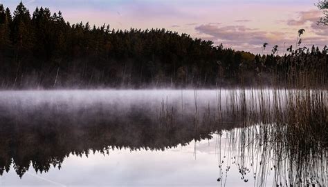 Lake Mist Reed · Free Photo On Pixabay