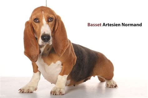 Find the perfect puppy for sale in atlanta, georgia at next day pets. Elite Basset Hounds - Basset Hounds, Miniature Basset ...