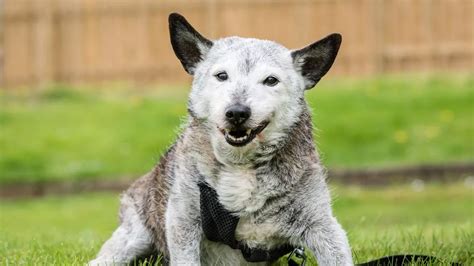 Meet Britains Oldest Dogs Who Prove That Life Begins At 100 Mirror